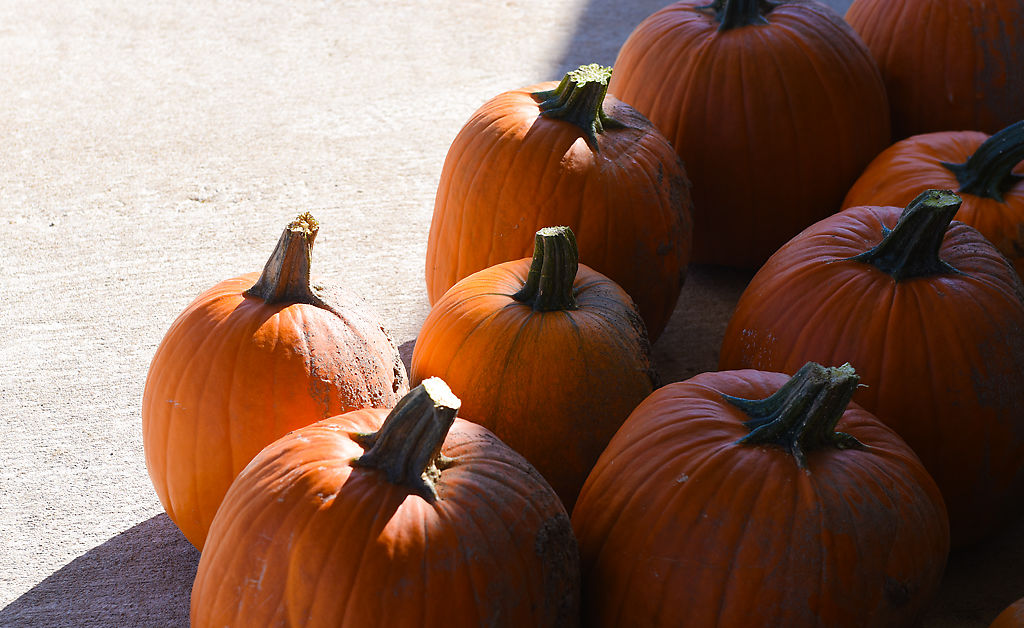 Pumpkins sit